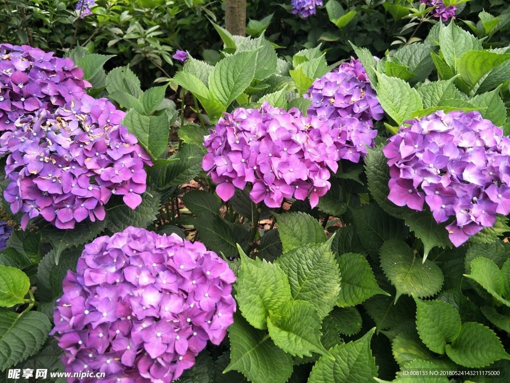 繡球花