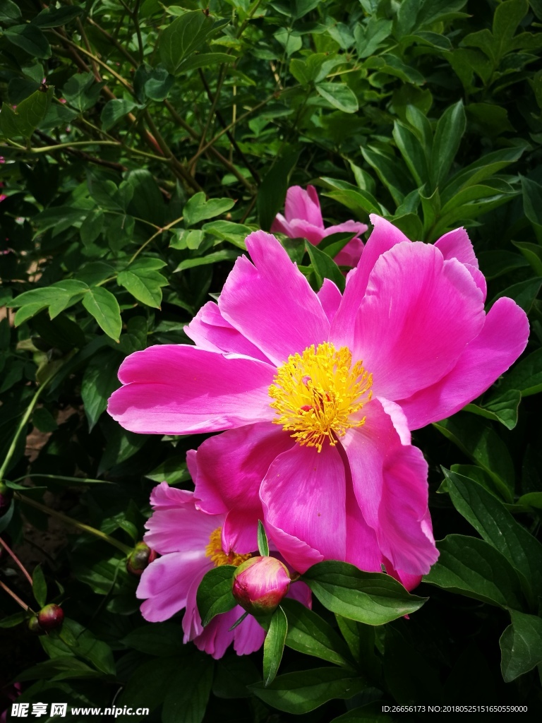 芍藥花