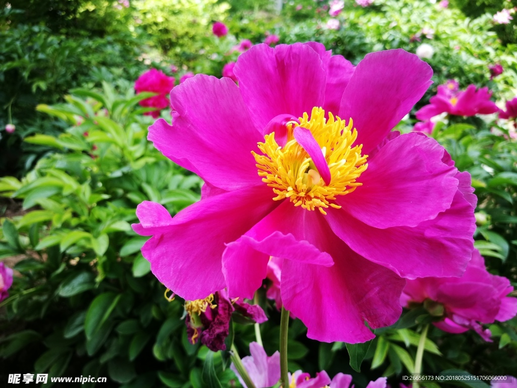芍藥花