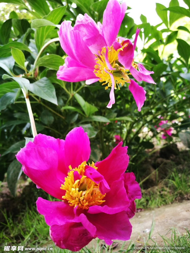 芍藥花
