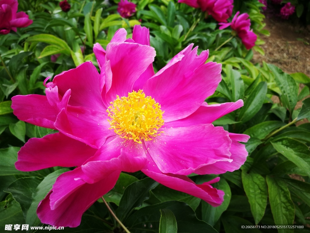芍藥花