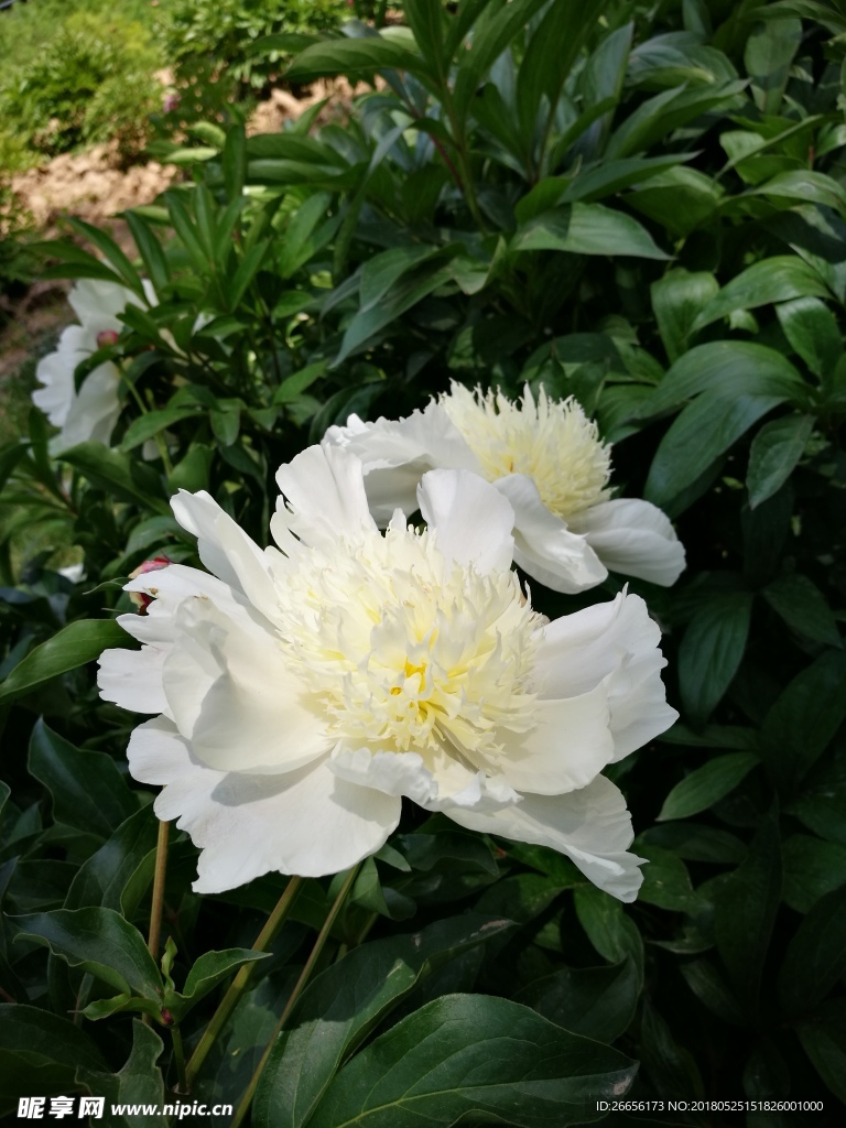 芍藥花