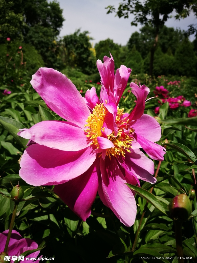 芍藥花