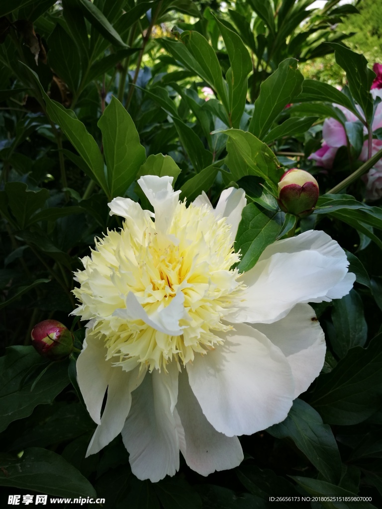 芍藥花