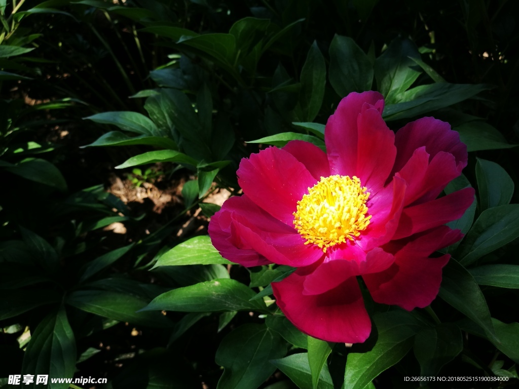 芍藥花