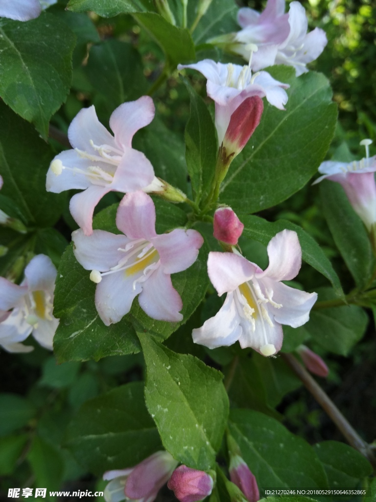 錦帶花圖片