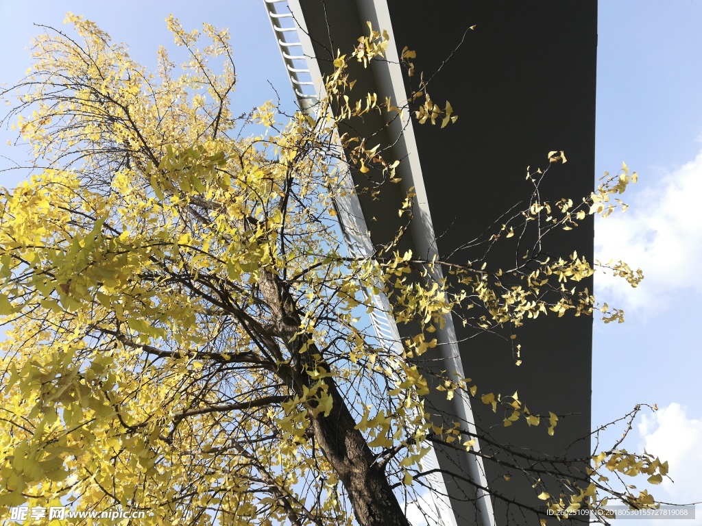 銀杏