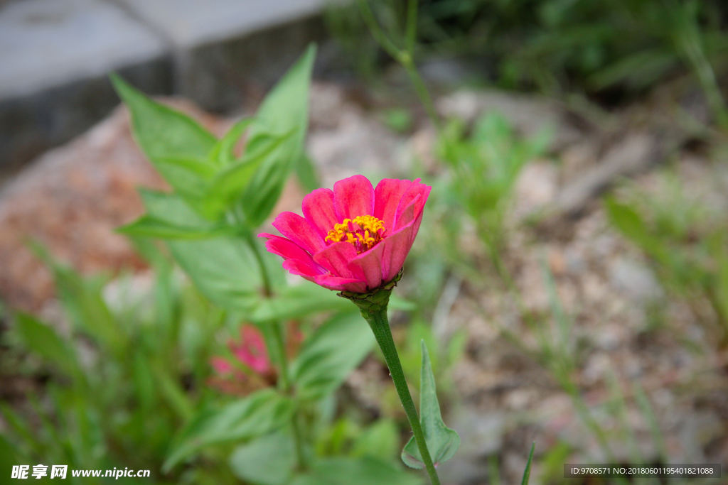多花百日菊