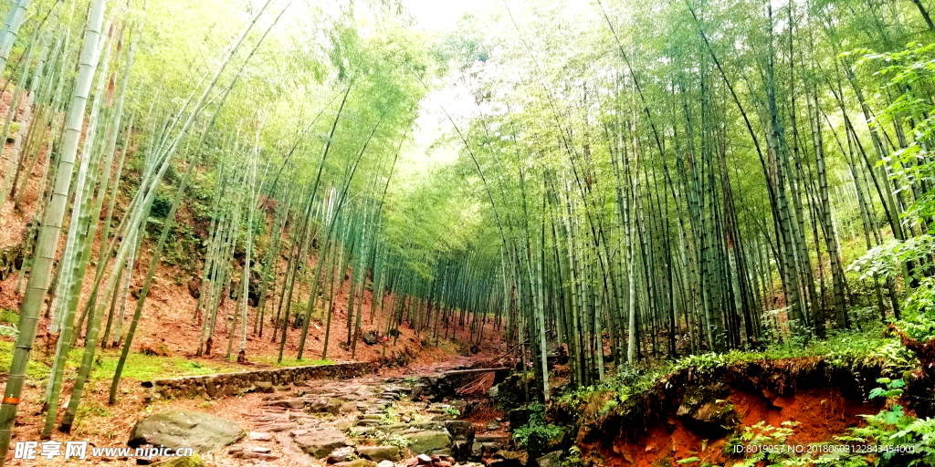 宜興二十三灣竹林
