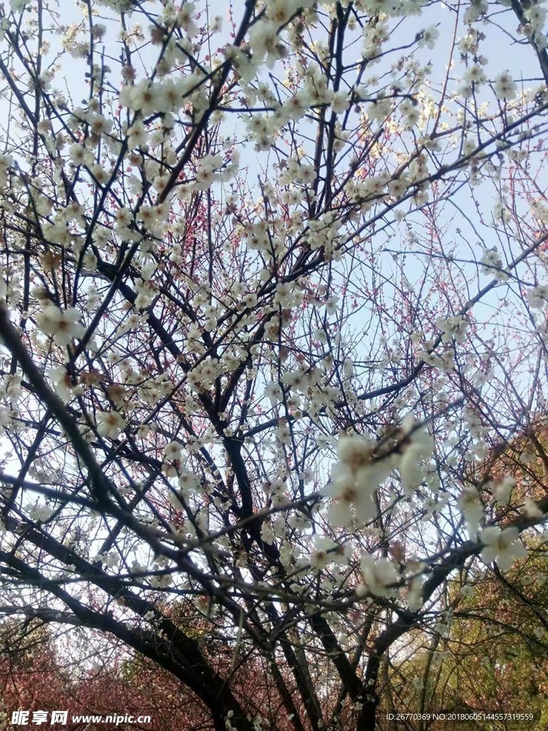 梅花