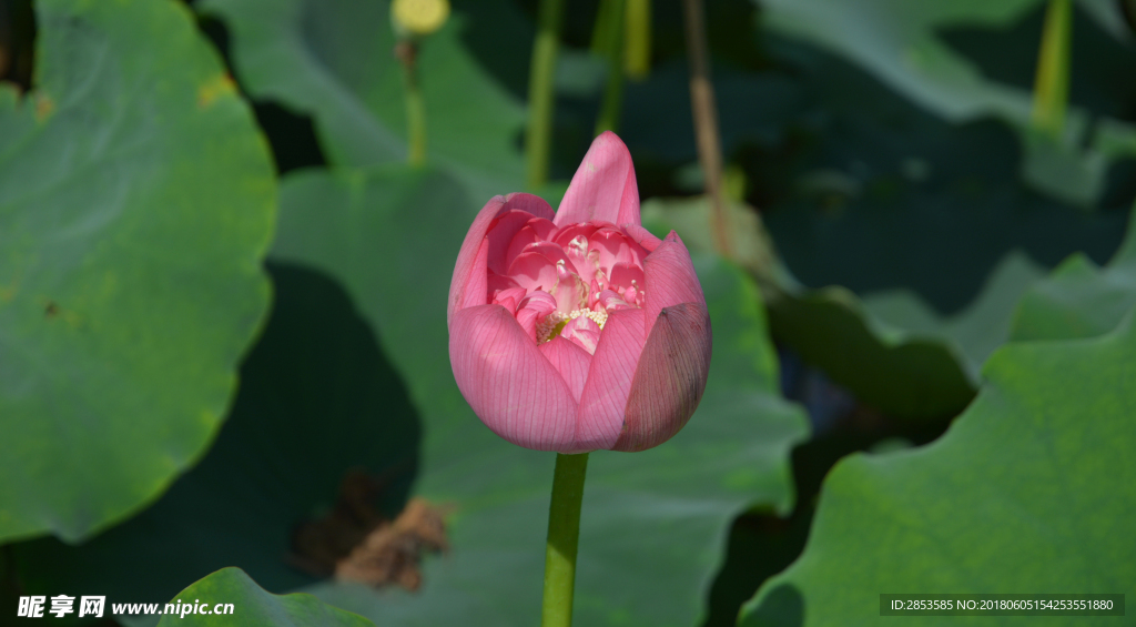 紅色荷花