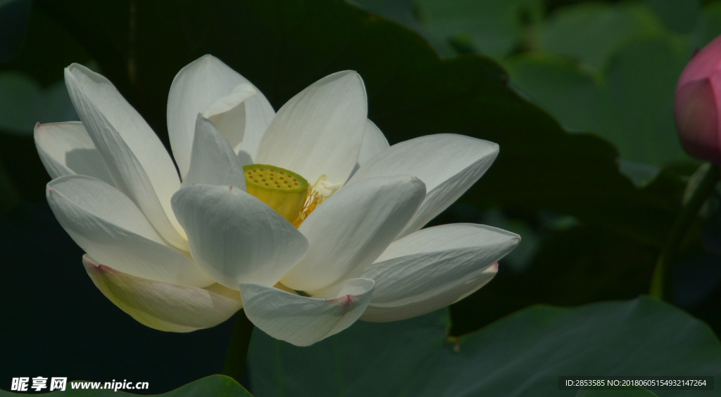米黃 荷花