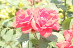 兩朵花