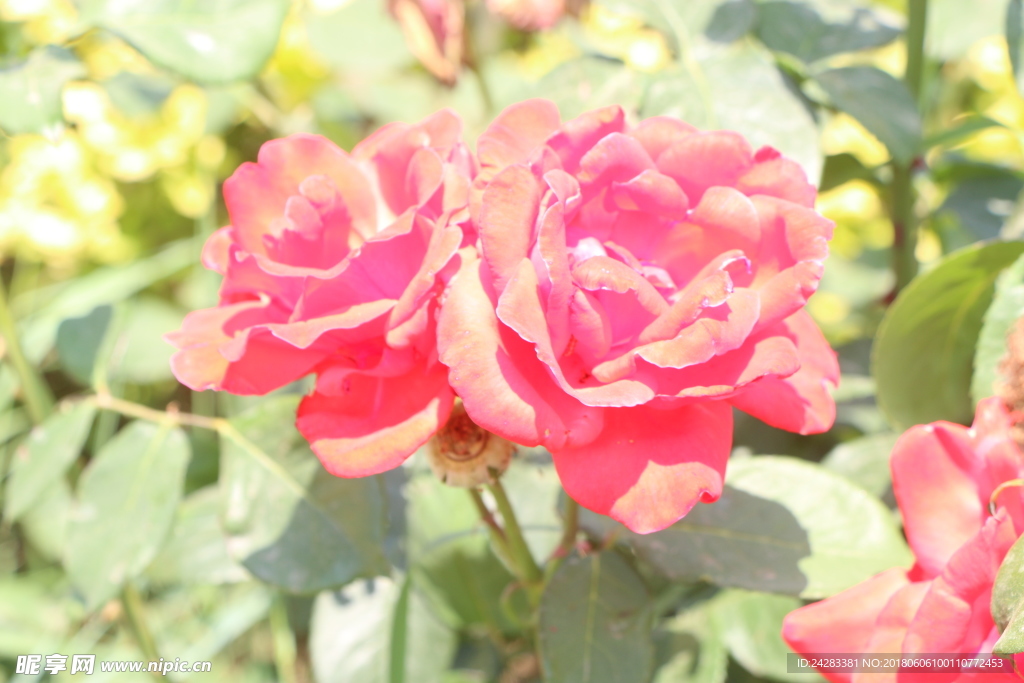 兩朵花