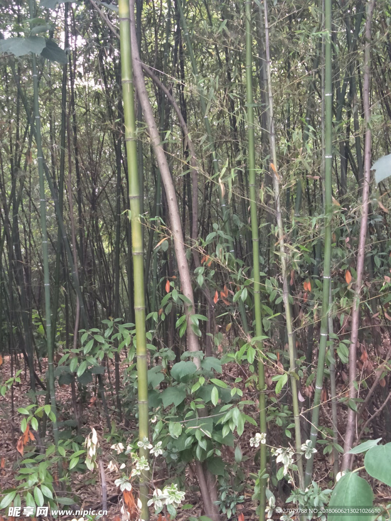 花色竹林