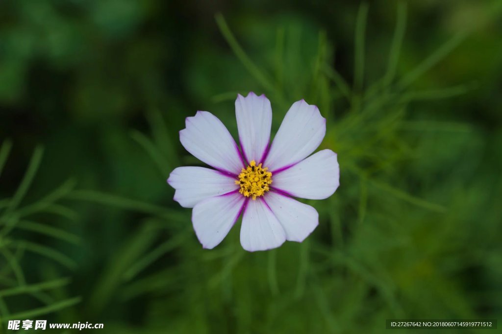 白色小花