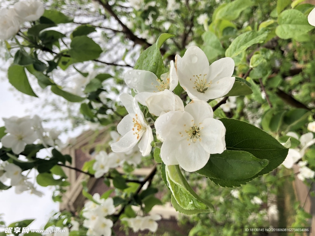 花