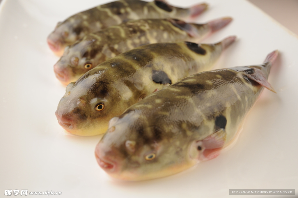 河豚魚