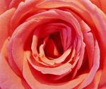 自然材质 玫瑰花