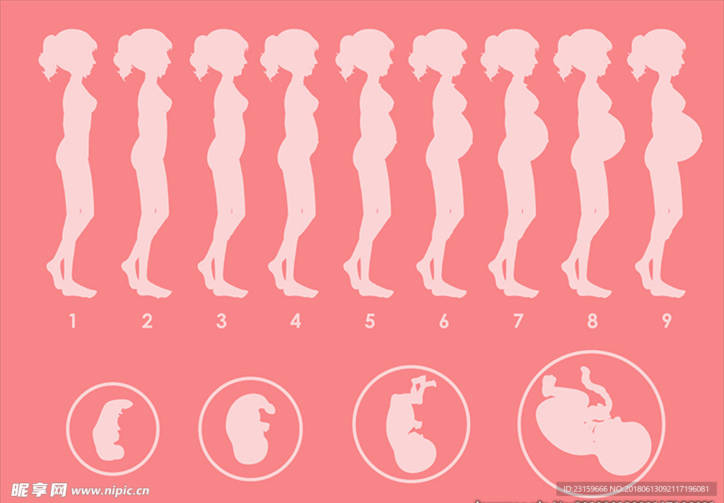 女性怀孕过程图