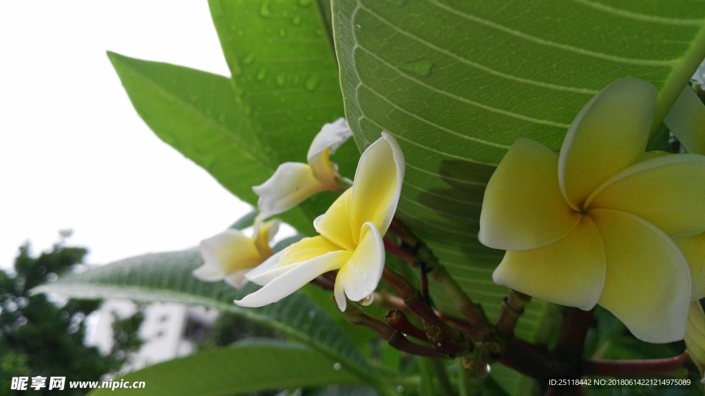 花