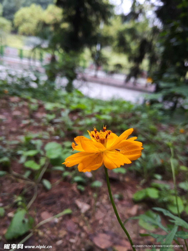 鮮花