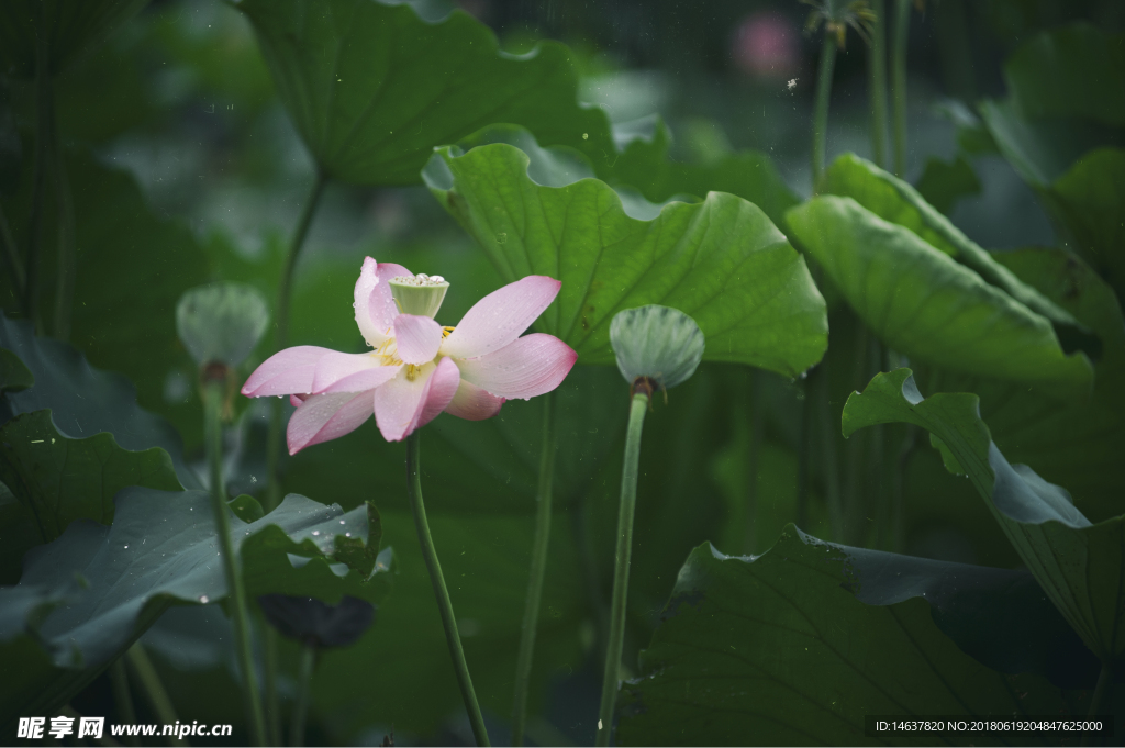 雨荷