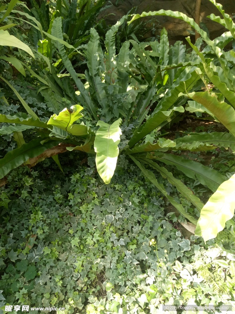 中山植物園