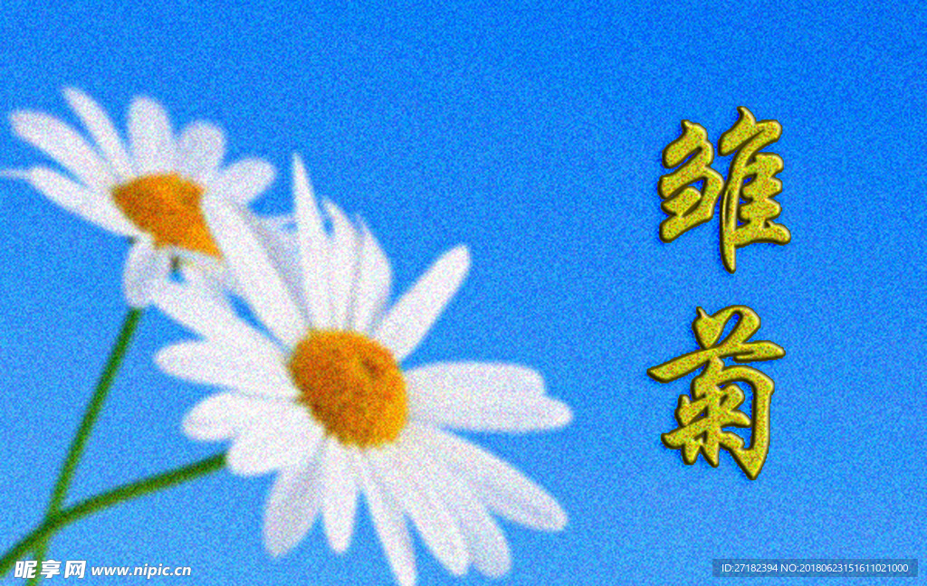 雛菊浮雕