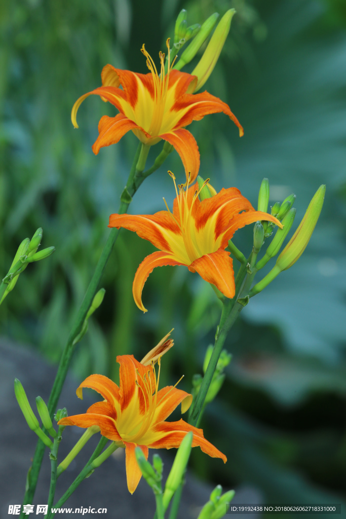 萱草花