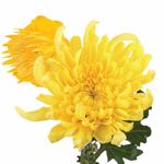 黄色菊花透明底图