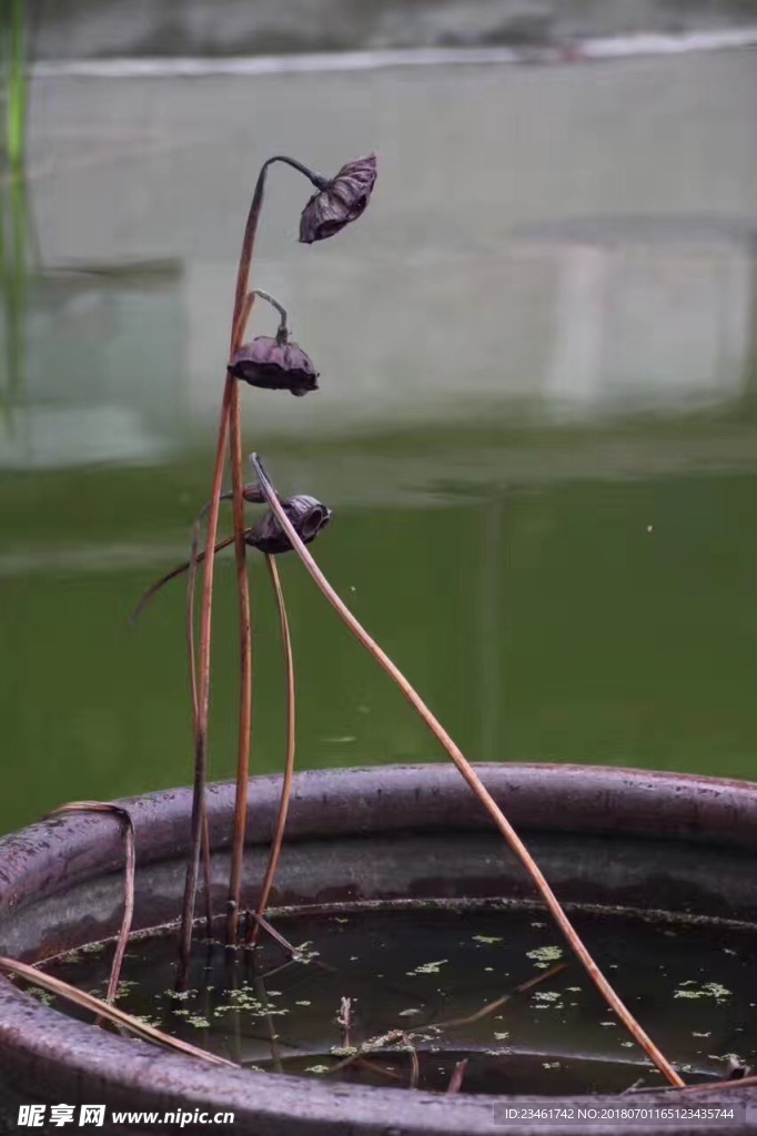 枯萎的荷葉