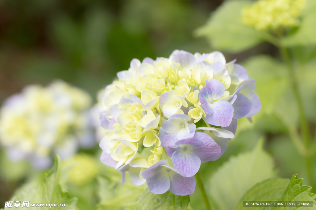 紫陽(yáng)花花朵