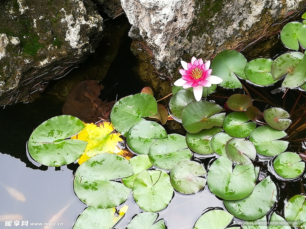 池塘荷花