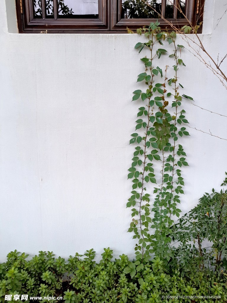 墻角爬山虎攝影圖