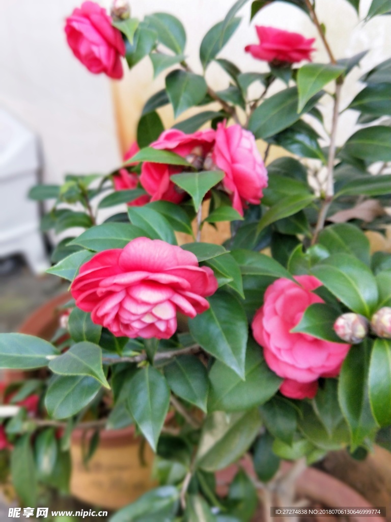 山茶花