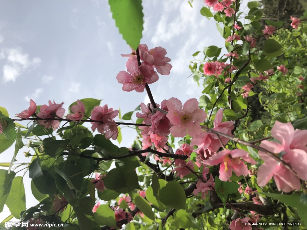 春花