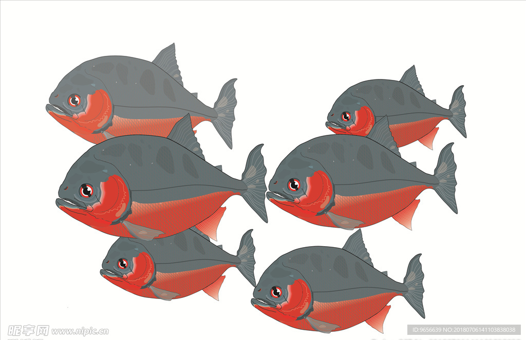 鯉魚