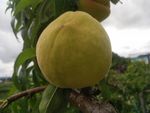 桃子 树 植物   特写桃子