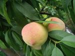 桃子 树 植物   其他 图片