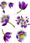 085紫色花朵