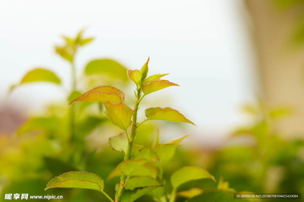 綠色樹(shù)芽