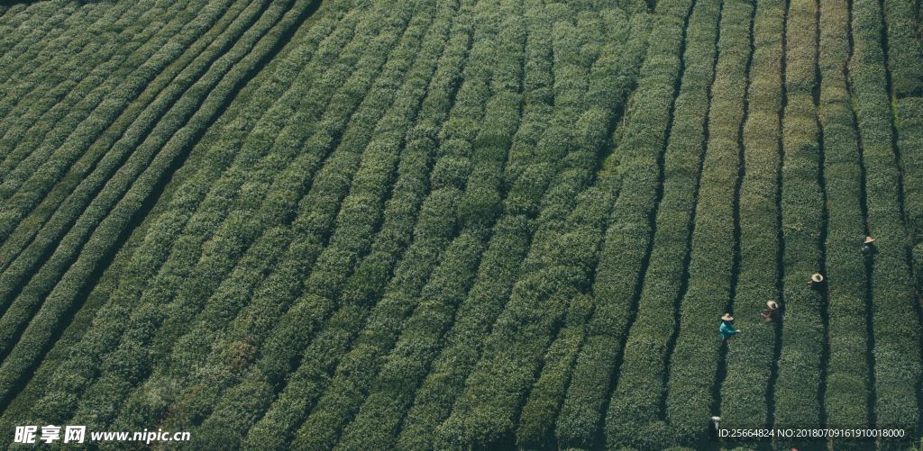 整齊的茶園