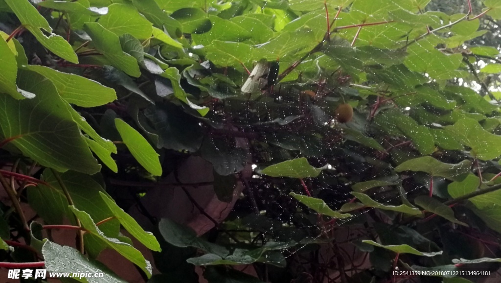 蜘蛛网和猕猴桃