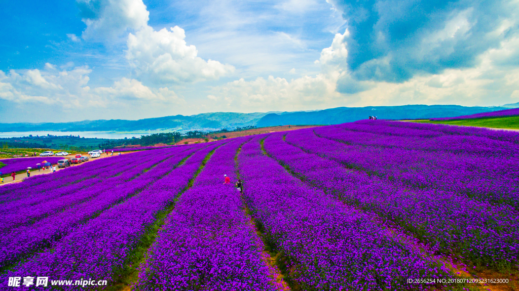 萬畝薰衣草花海背景