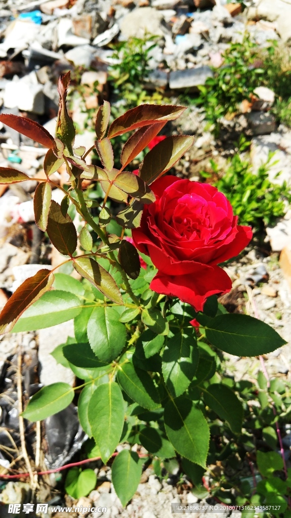 玫瑰花