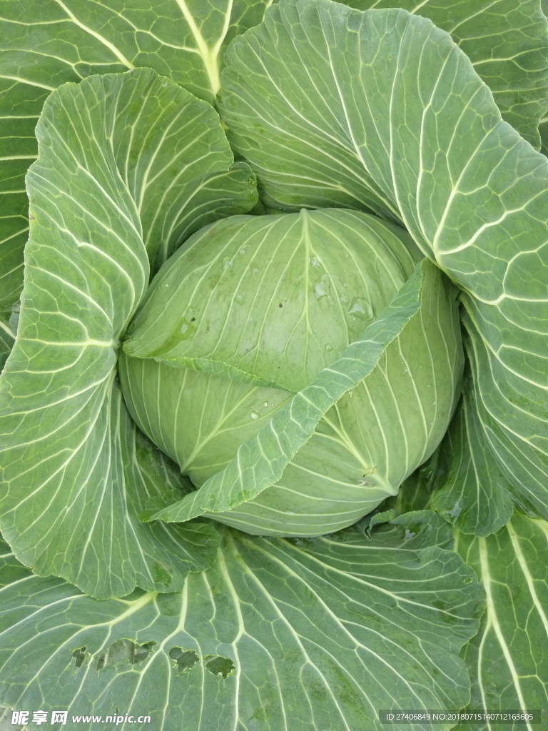 包菜  蔬菜