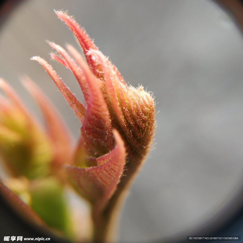 放大鏡下的香椿芽
