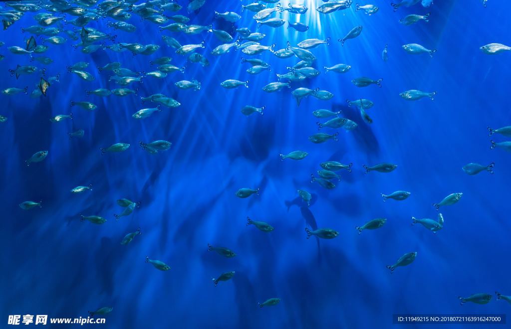 海底世界  鱼摄影
