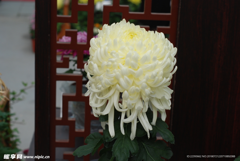 菊花 花卉 植物 花朵 鮮花